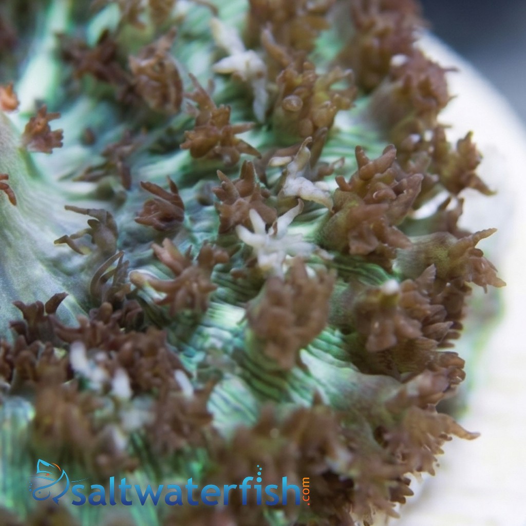 St. Thomas Mushroom Coral: Bubble - Atlantic