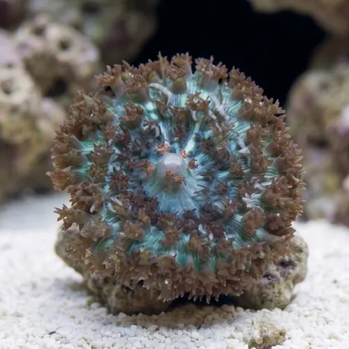 St. Thomas Mushroom Coral: Bubble - Atlantic