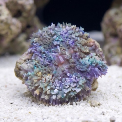 St. Thomas Mushroom Coral: Bubble - Atlantic