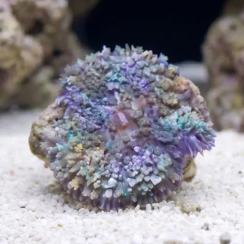St. Thomas Mushroom Coral: Bubble - Atlantic