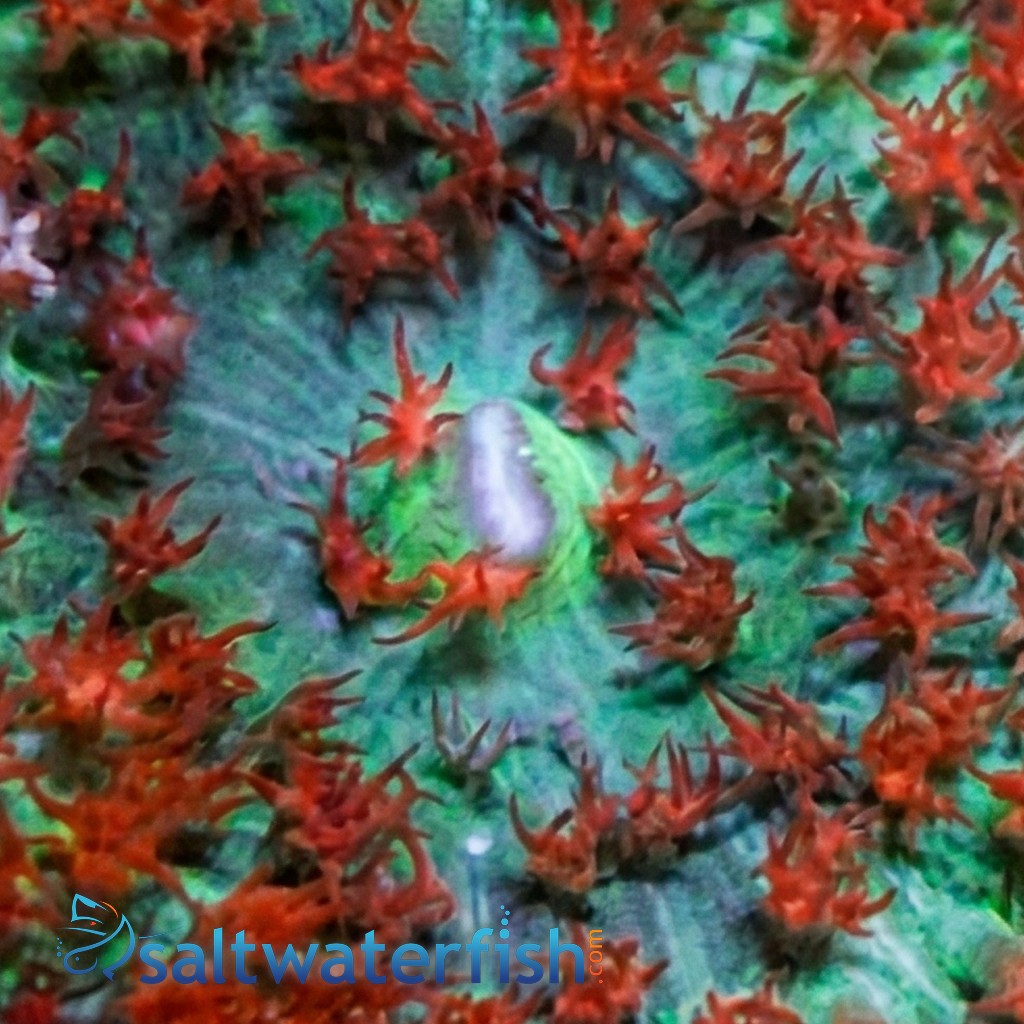 St. Thomas Mushroom Coral: Red Bubble - Atlantic