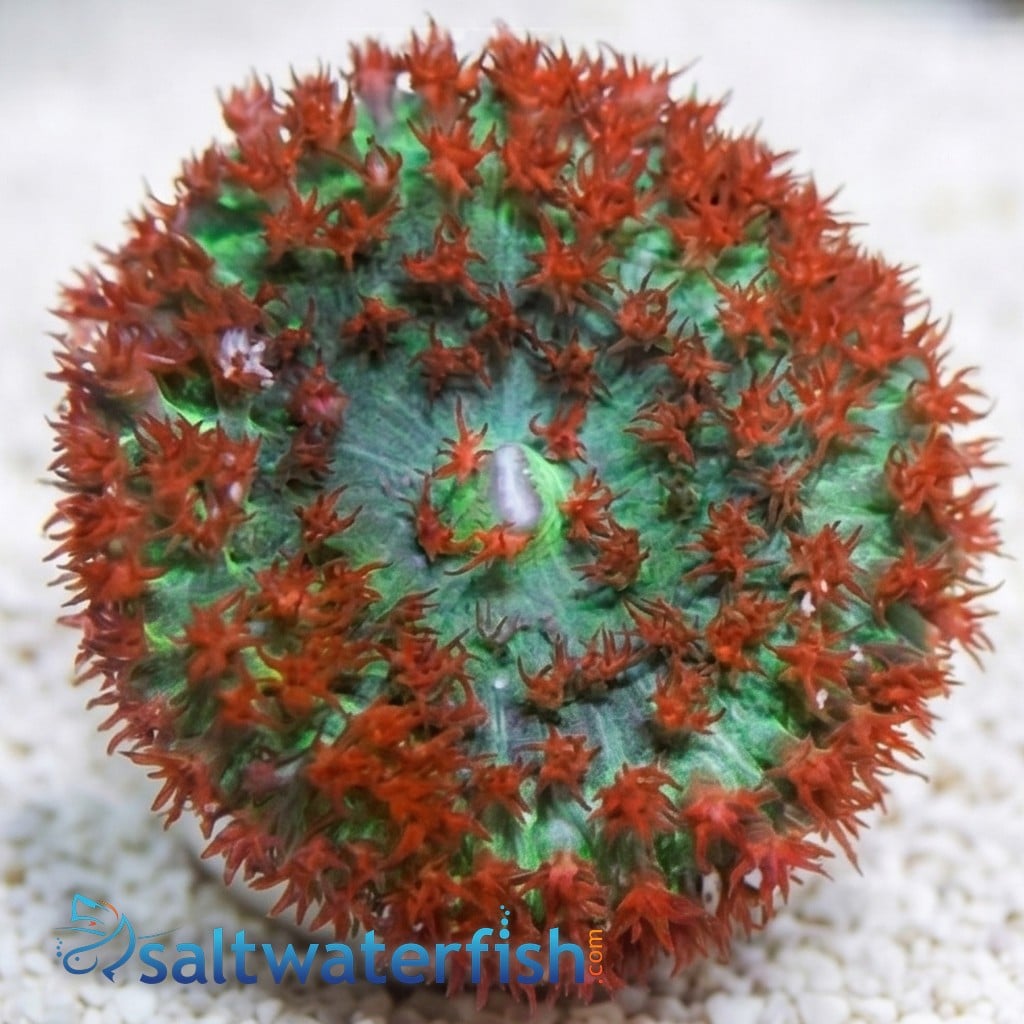 St. Thomas Mushroom Coral: Red Bubble - Atlantic