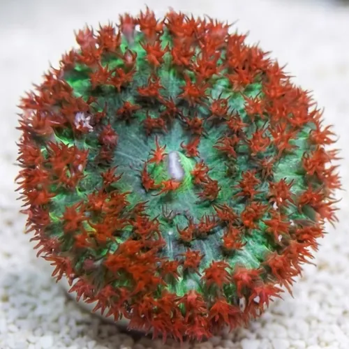 St. Thomas Mushroom Coral: Red Bubble - Atlantic
