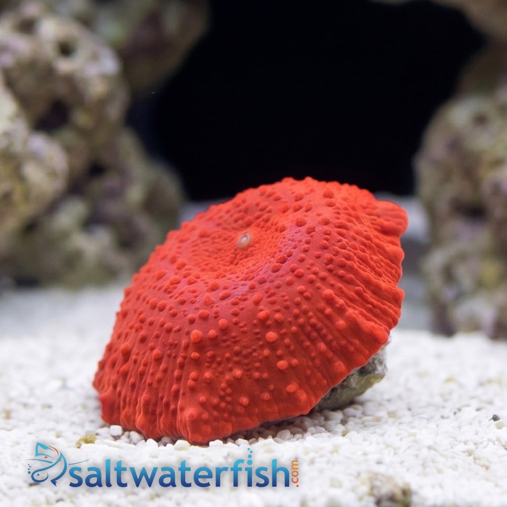 Mushroom Coral: Red Jaguar - Aquacultured
