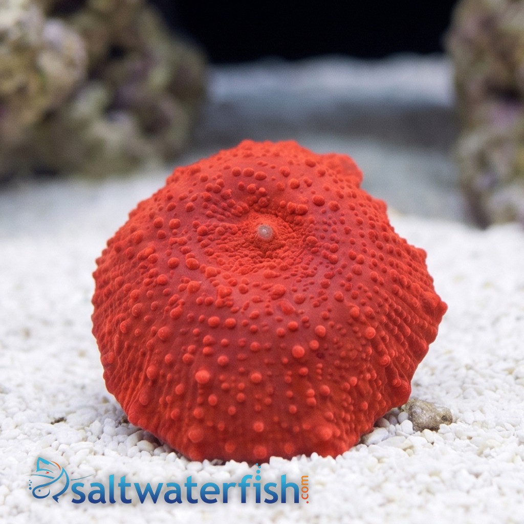 Mushroom Coral: Red Jaguar - Aquacultured