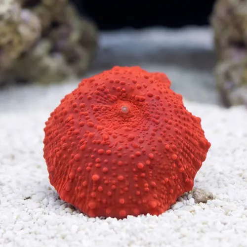 Mushroom Coral: Red Jaguar - Aquacultured