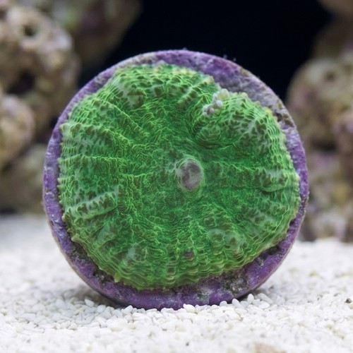 Mushroom Coral: Green