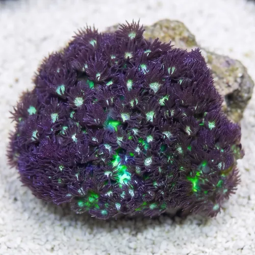 Mushroom - Corallimorph Green