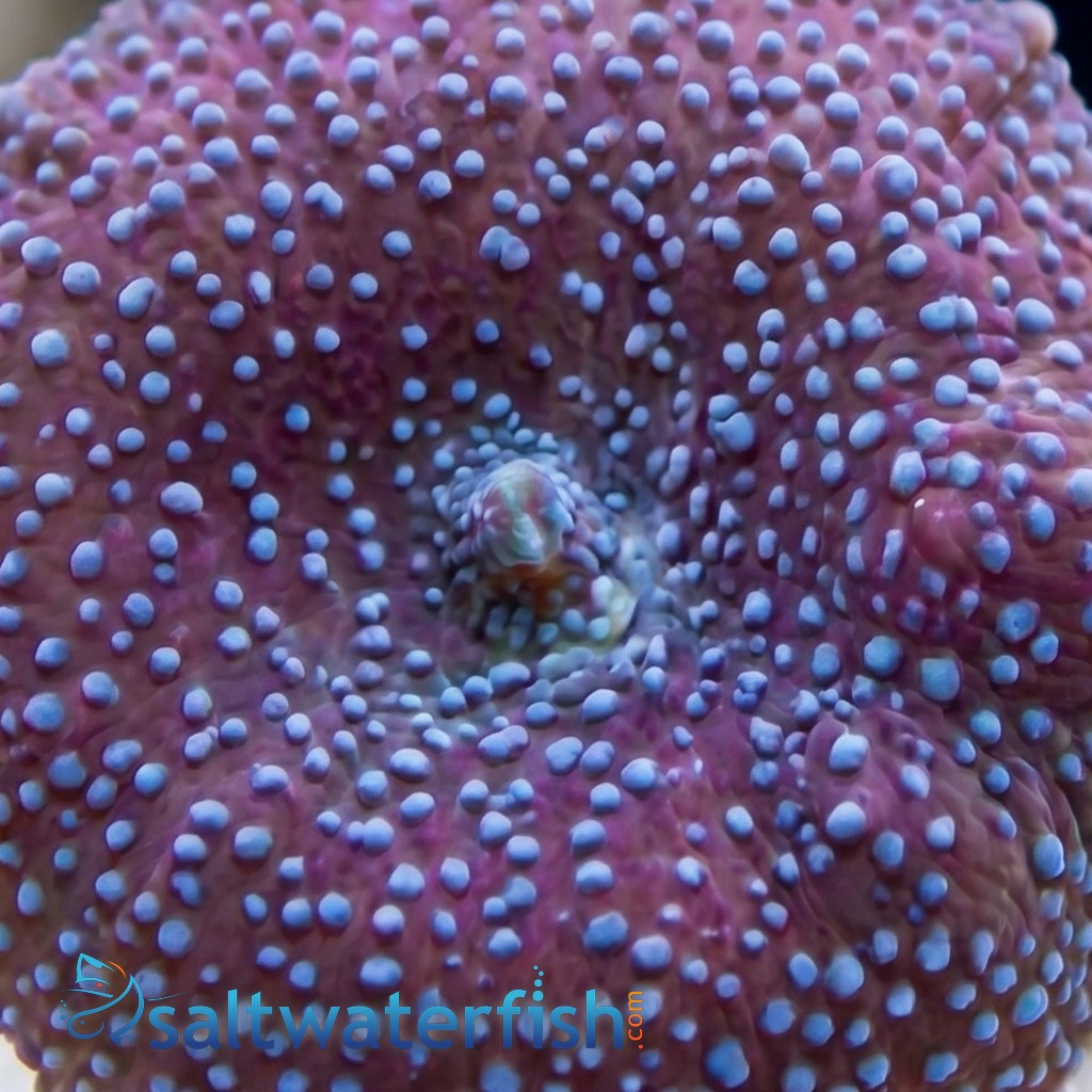 Mushroom Coral: Purple Speckled