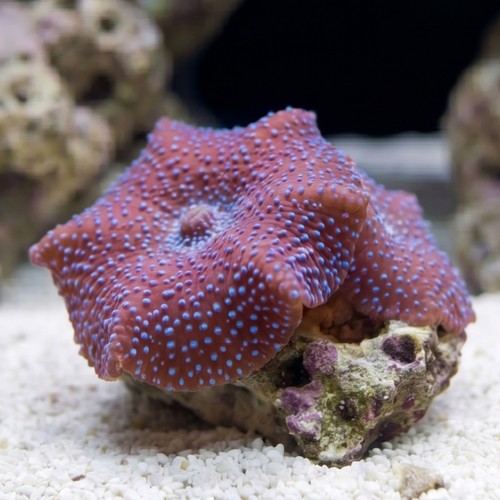Mushroom Coral: Purple Speckled