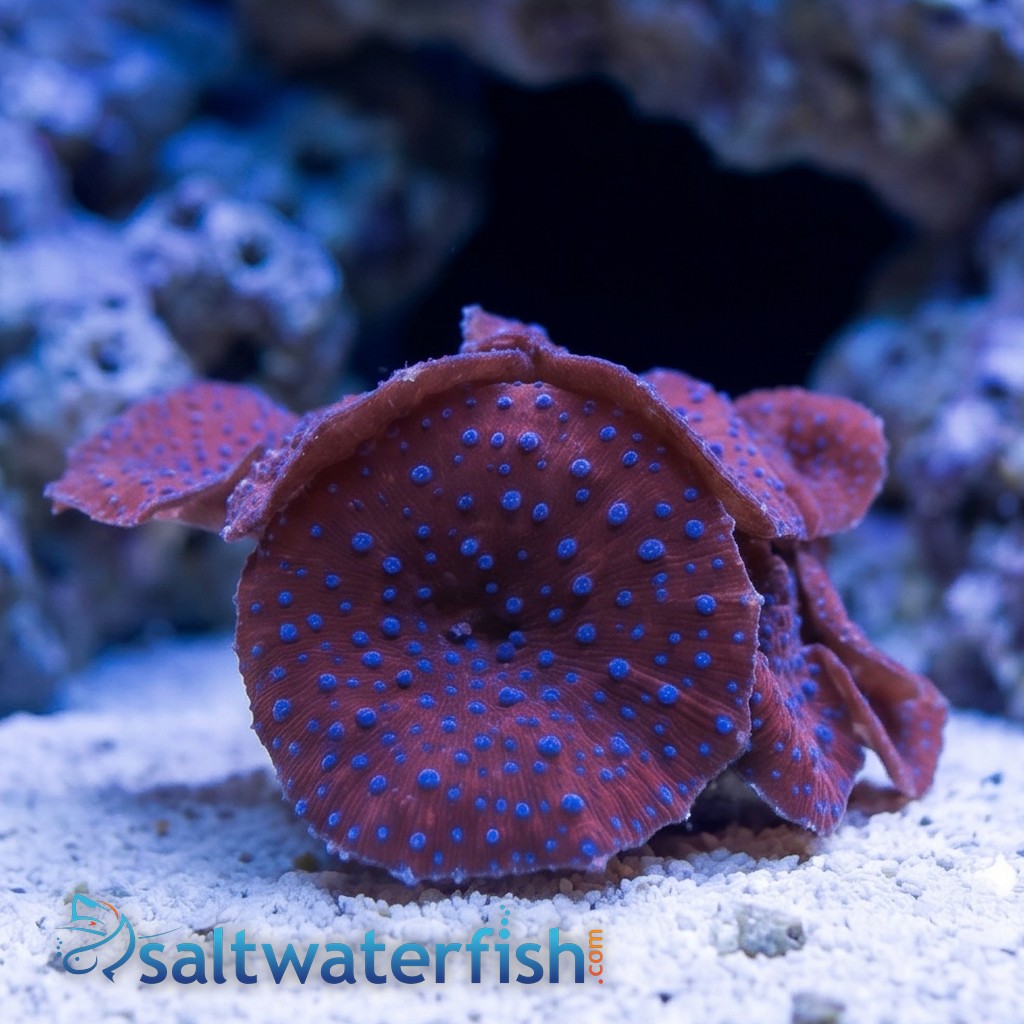 Mushroom Coral: Spotted