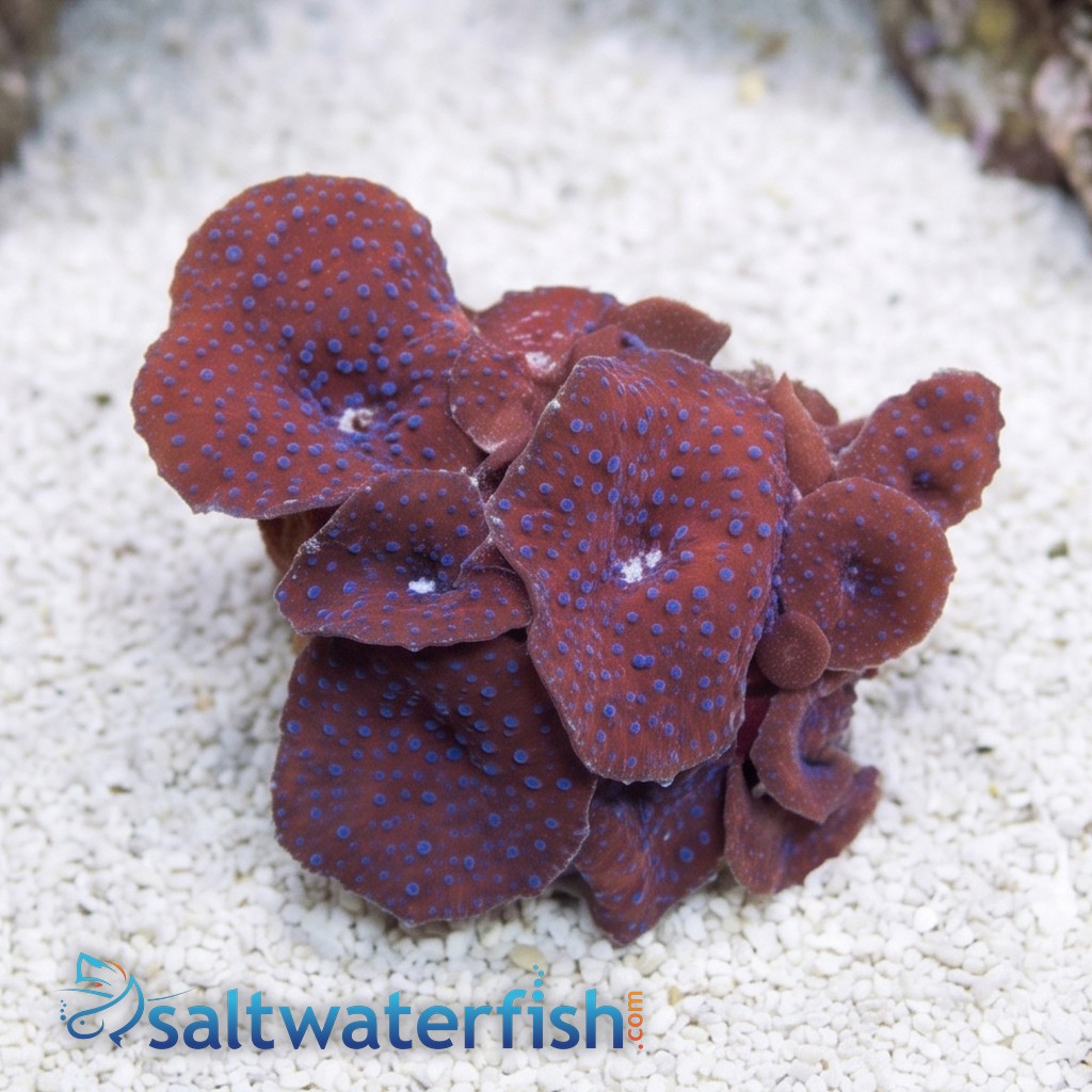 Mushroom Coral: Spotted