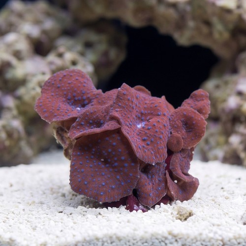 Mushroom Coral: Spotted - South Pacific