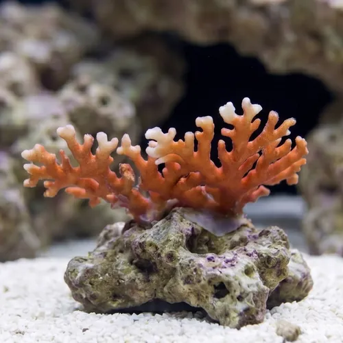 Distichopora Coral: Red/Orange - Australia