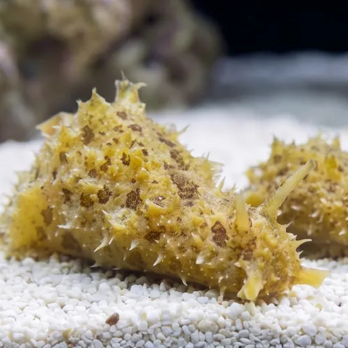 Dolabella Sea Hare