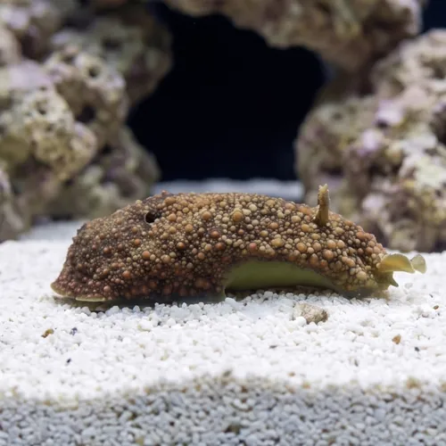 Green Sea Hare - East Pacific