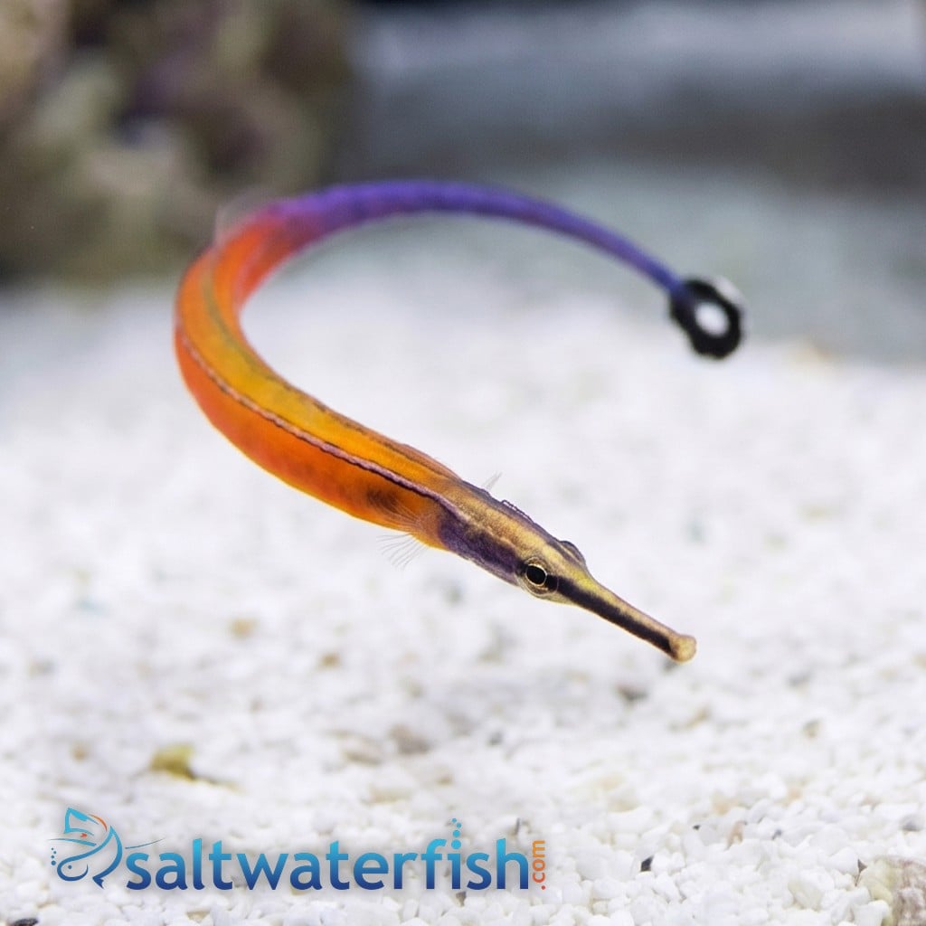 Janss' Pipefish