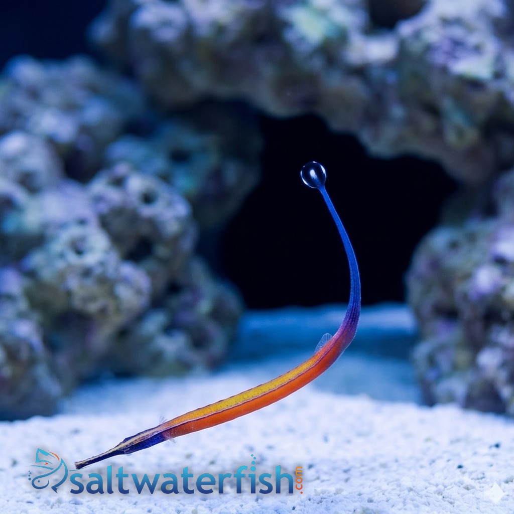 Janss' Pipefish