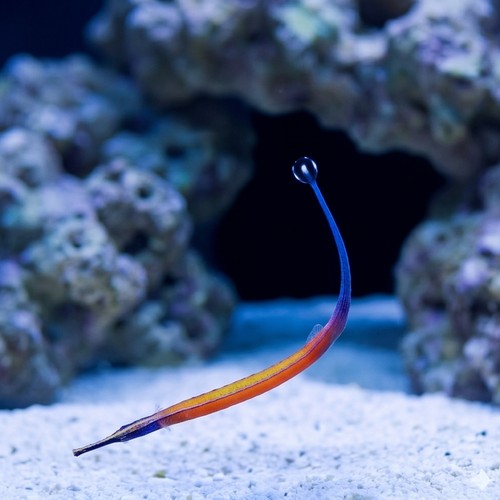 Janss' Pipefish