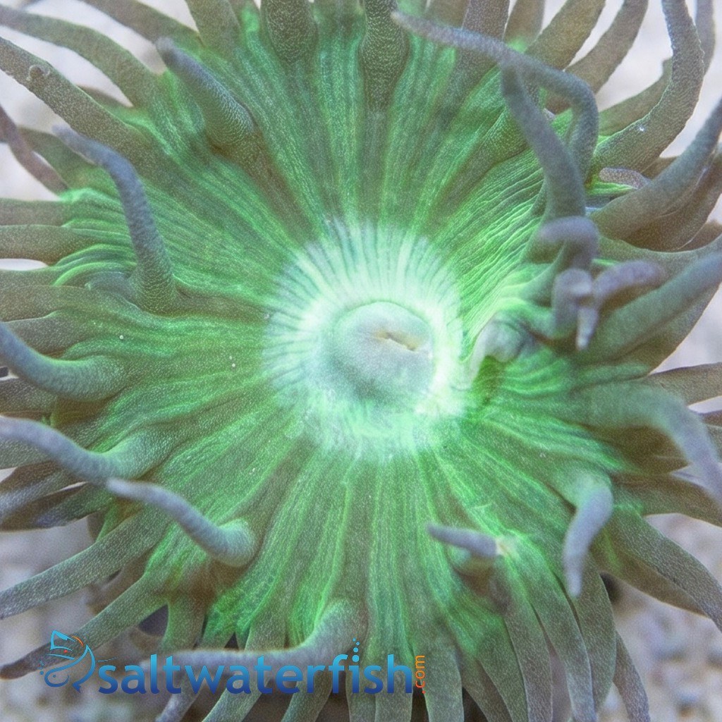 Duncan Coral: Green - Australia
