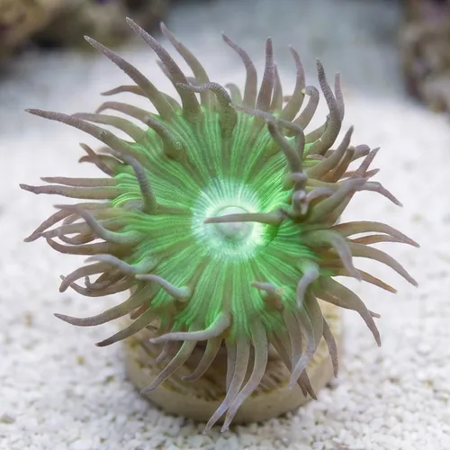 Duncan Coral: Green - Australia