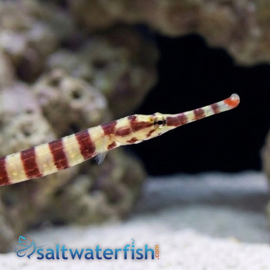 Banded Pipefish