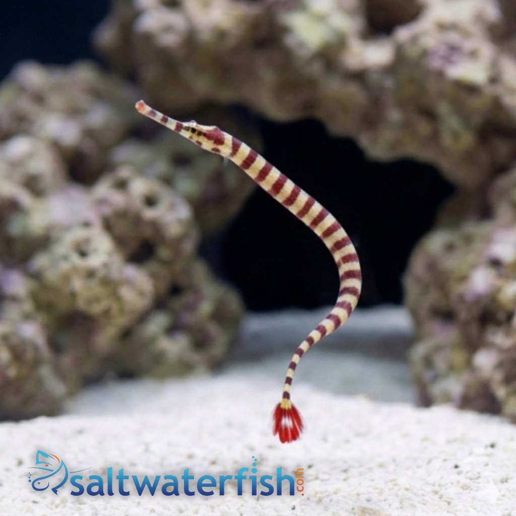 Banded Pipefish