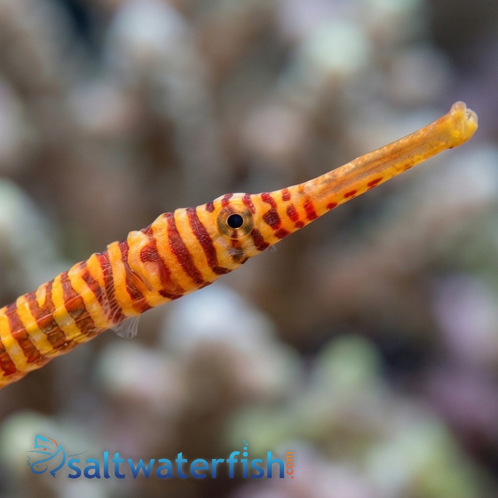 Yellow Banded Pipefish 