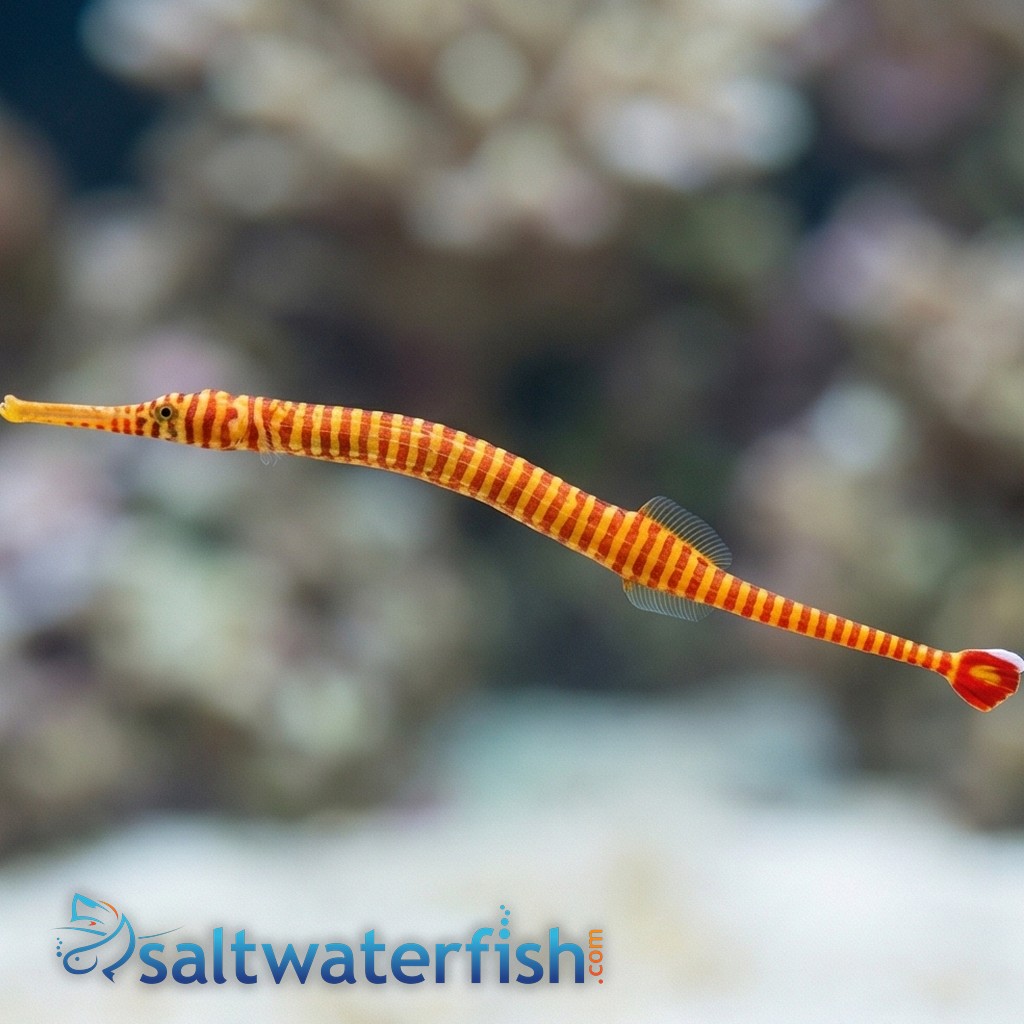 Yellow Banded Pipefish 