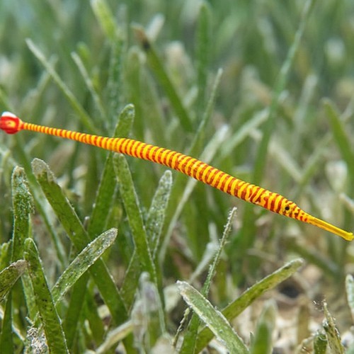 Yellow Banded Pipefish 