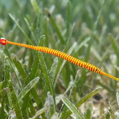Yellow Banded Pipefish