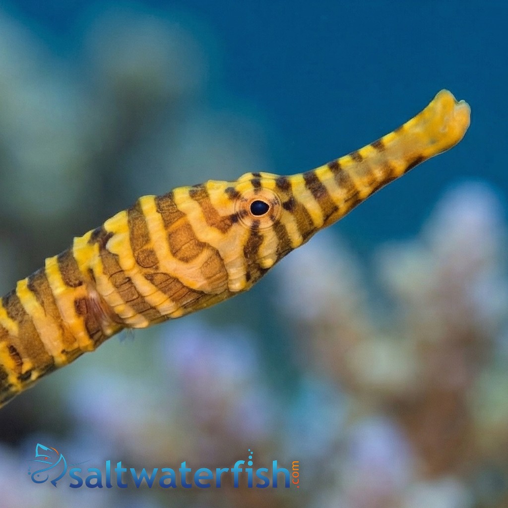 Many Banded Pipefish