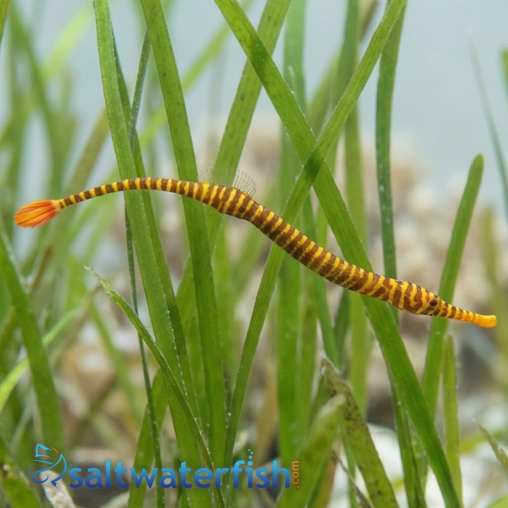 Many Banded Pipefish