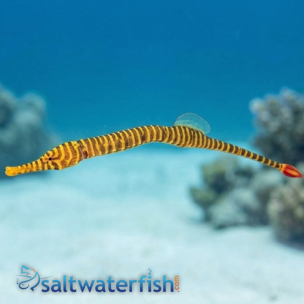 Many Banded Pipefish