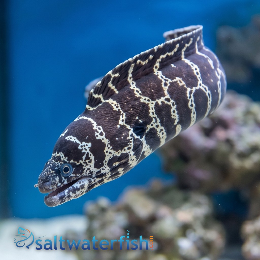 Chainlink Eel