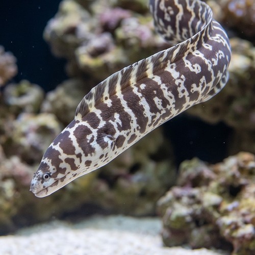 Chainlink Eel