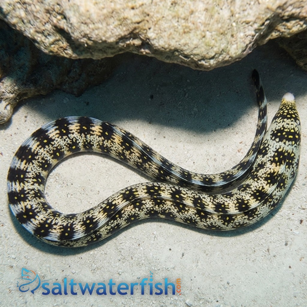 Snowflake Eel