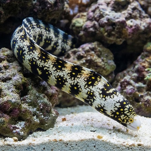 Snowflake Eel