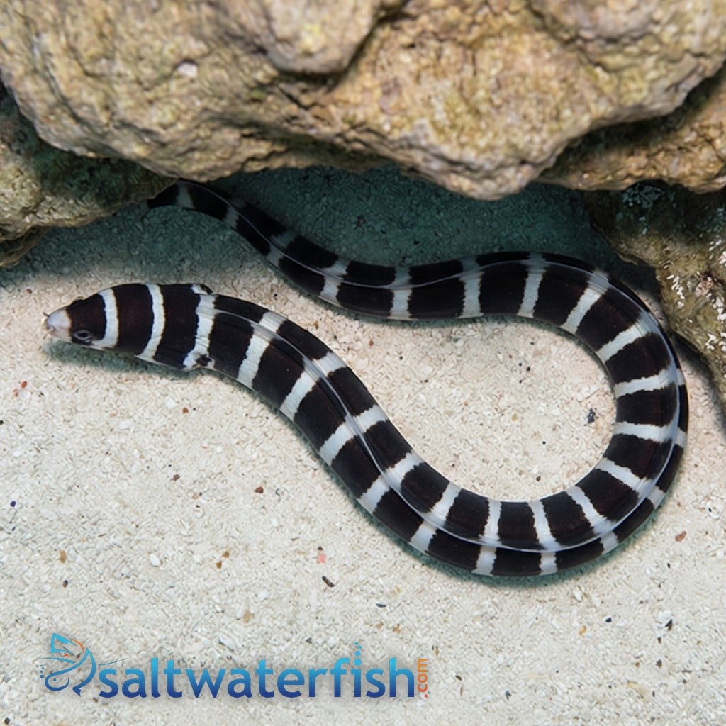 Banded Moray Eel