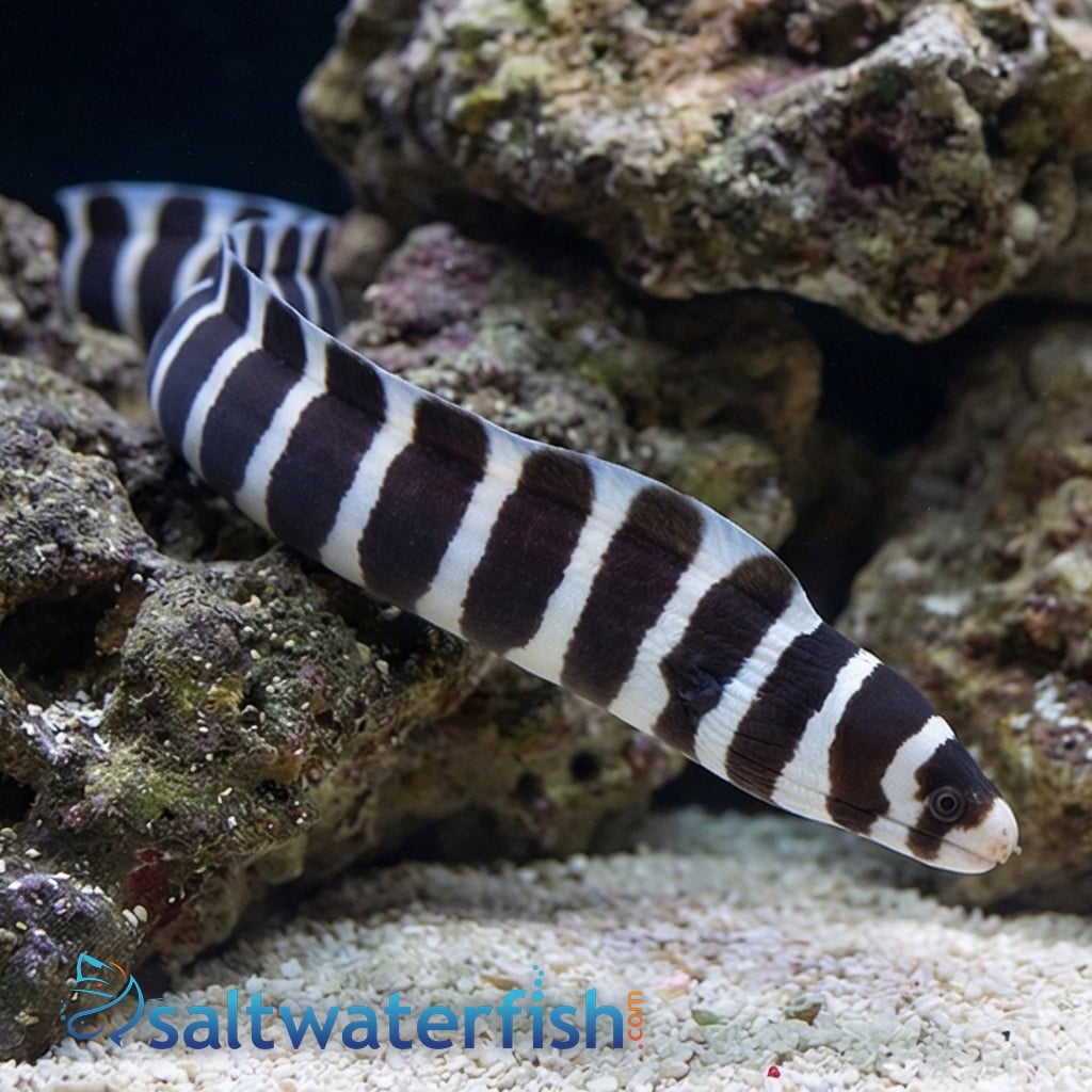 Banded Moray Eel