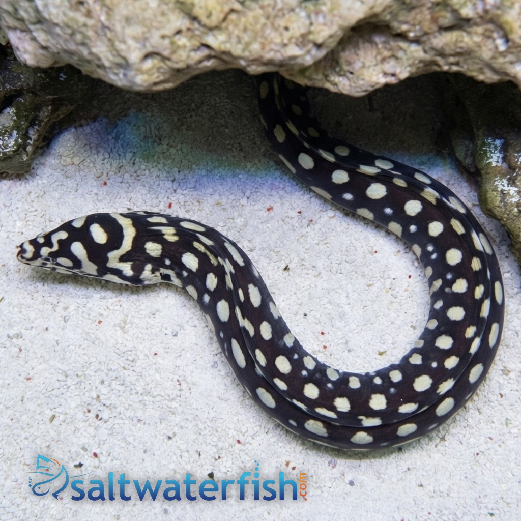 Skeletor Moray Eel