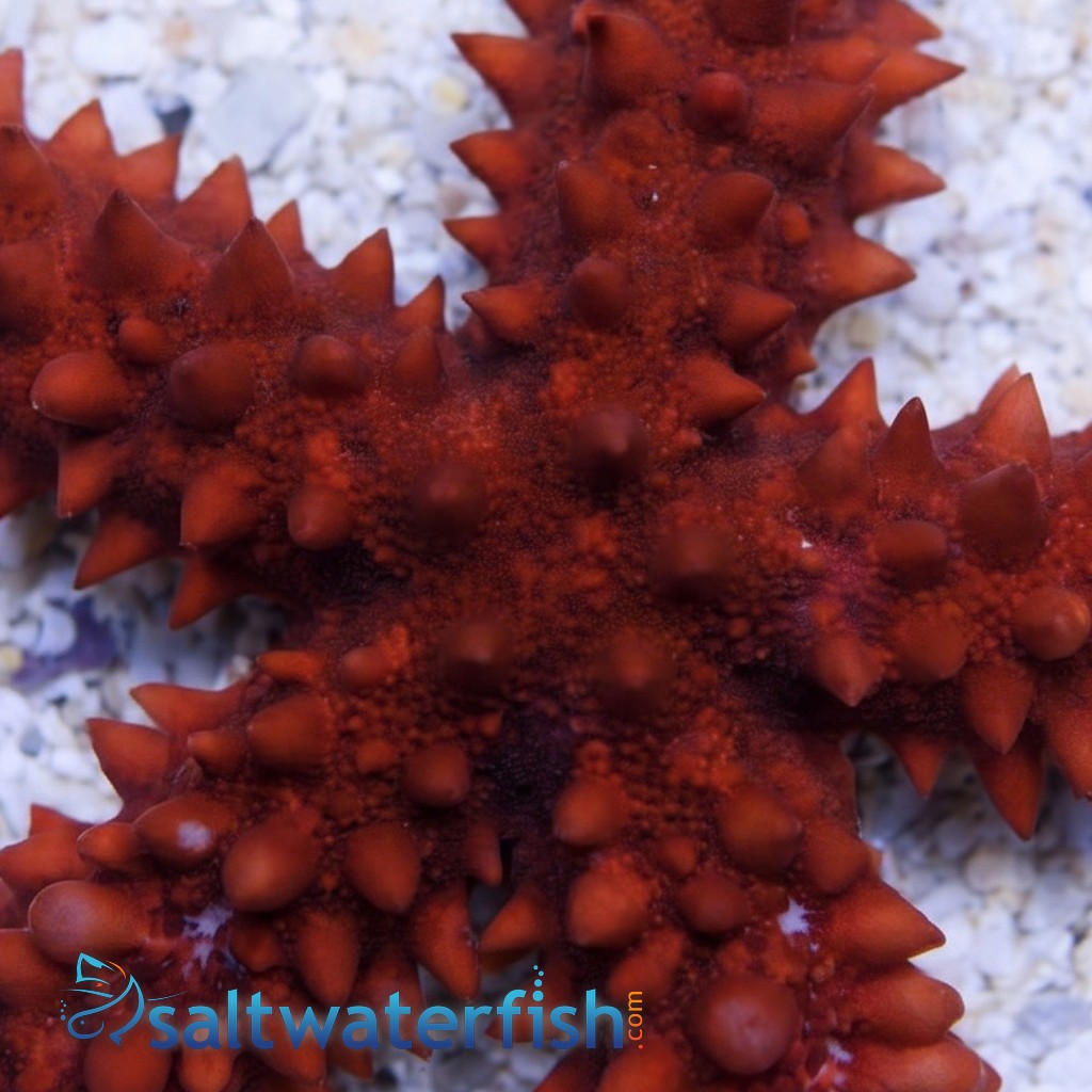 Red Knob Star