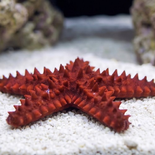Red Knob Star