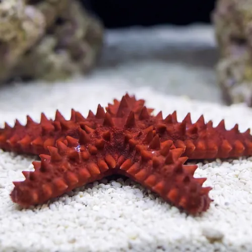 Red Knob Star