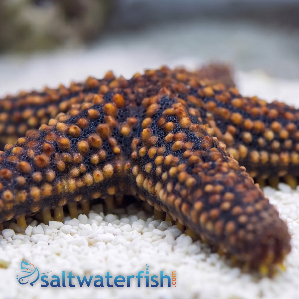 Conical Spined Starfish - Atlantic