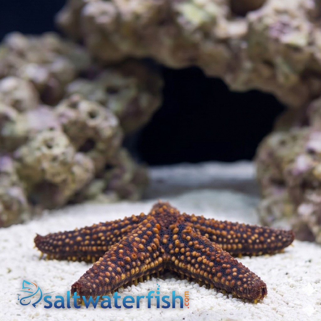 Conical Spined Starfish - Atlantic