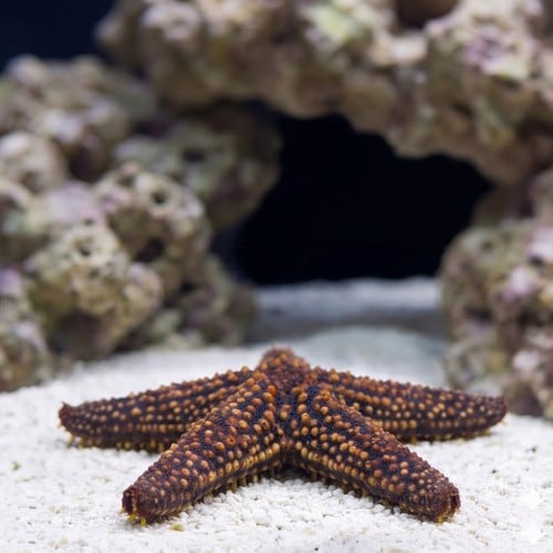 Conical Spined Starfish - Atlantic