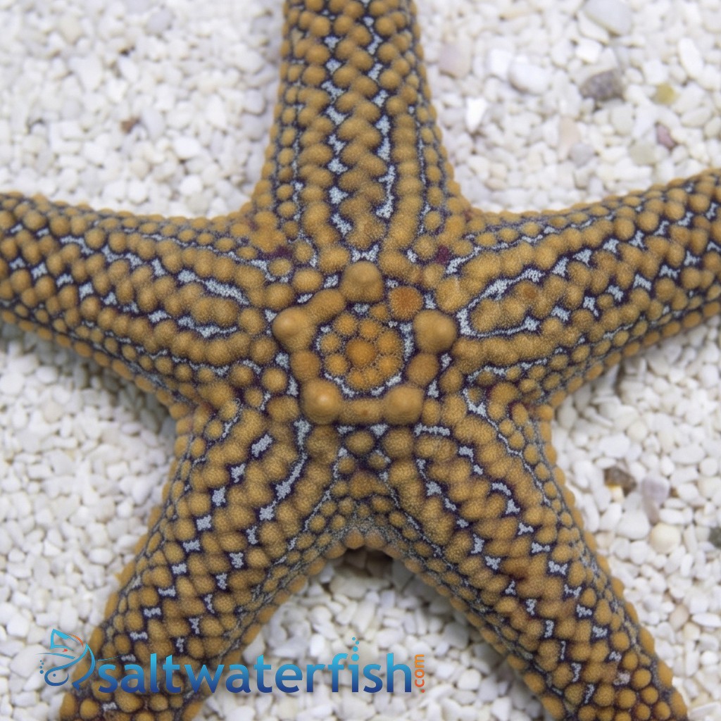 Orange-Ridged Star