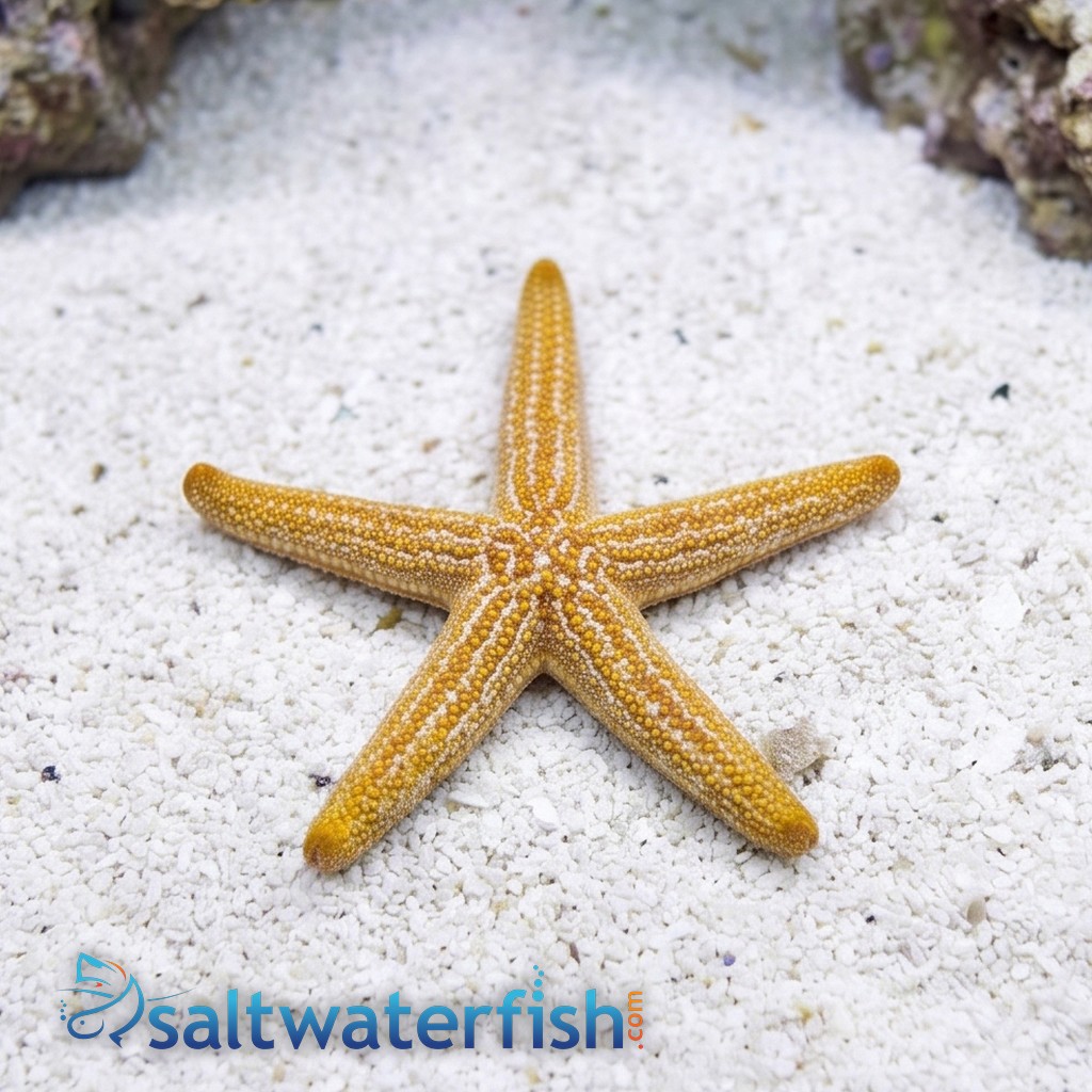 Orange-Ridged Star