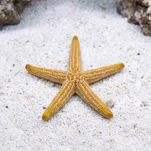 Orange-Ridged Star